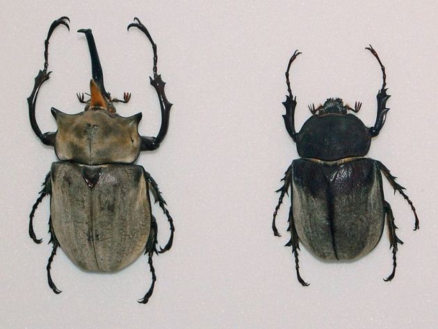 Megasoma elephas: The remote-controlled beetle with an elephant's trunk