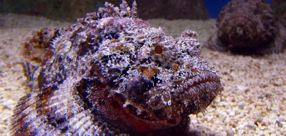 The stonefish: A very prickly character | InsureandGo